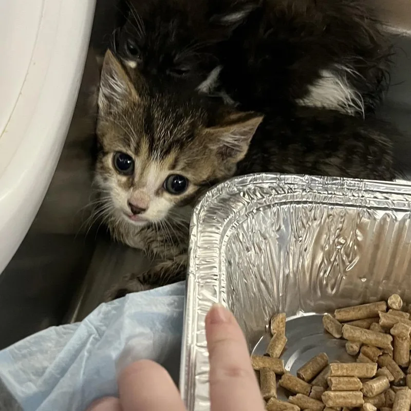 A baby small-sized female White Domestic Short Hair cat named Spinach for adoption in Greensboro, NC