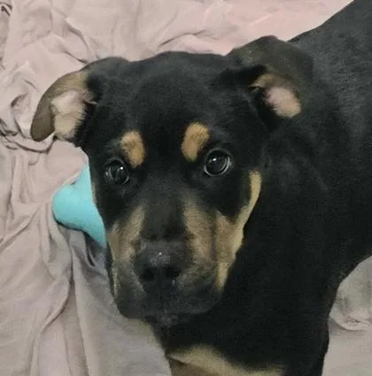 A young medium-sized male Black Mixed Breed dog named George Washington for adoption in Lansing, MI