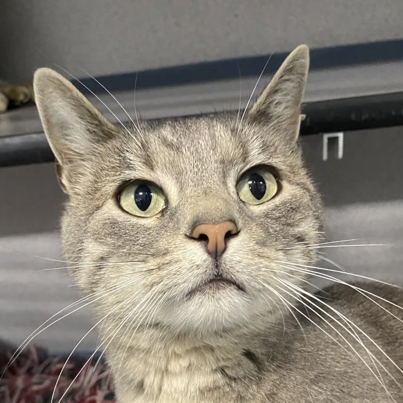 An adult medium-sized female Gray / Blue / Silver Domestic Short Hair cat named Lua for adoption in Sheridan, WY