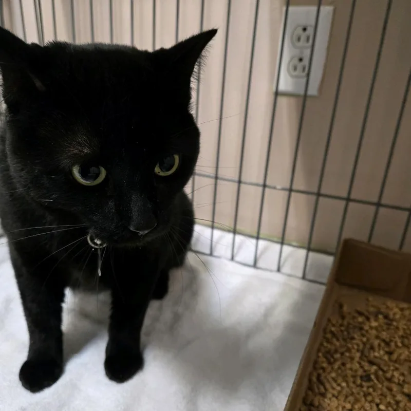 An adult small-sized male Black Domestic Short Hair cat named Tinkerbell for adoption in Branson, MO