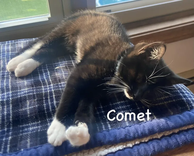A baby small-sized male Black & White / Tuxedo Domestic Short Hair cat named Comet for adoption in Topsham, ME