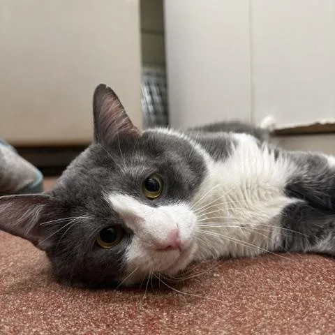 An adult large-sized male Gray & White Domestic Short Hair cat named Count for adoption in Saranac Lake, NY