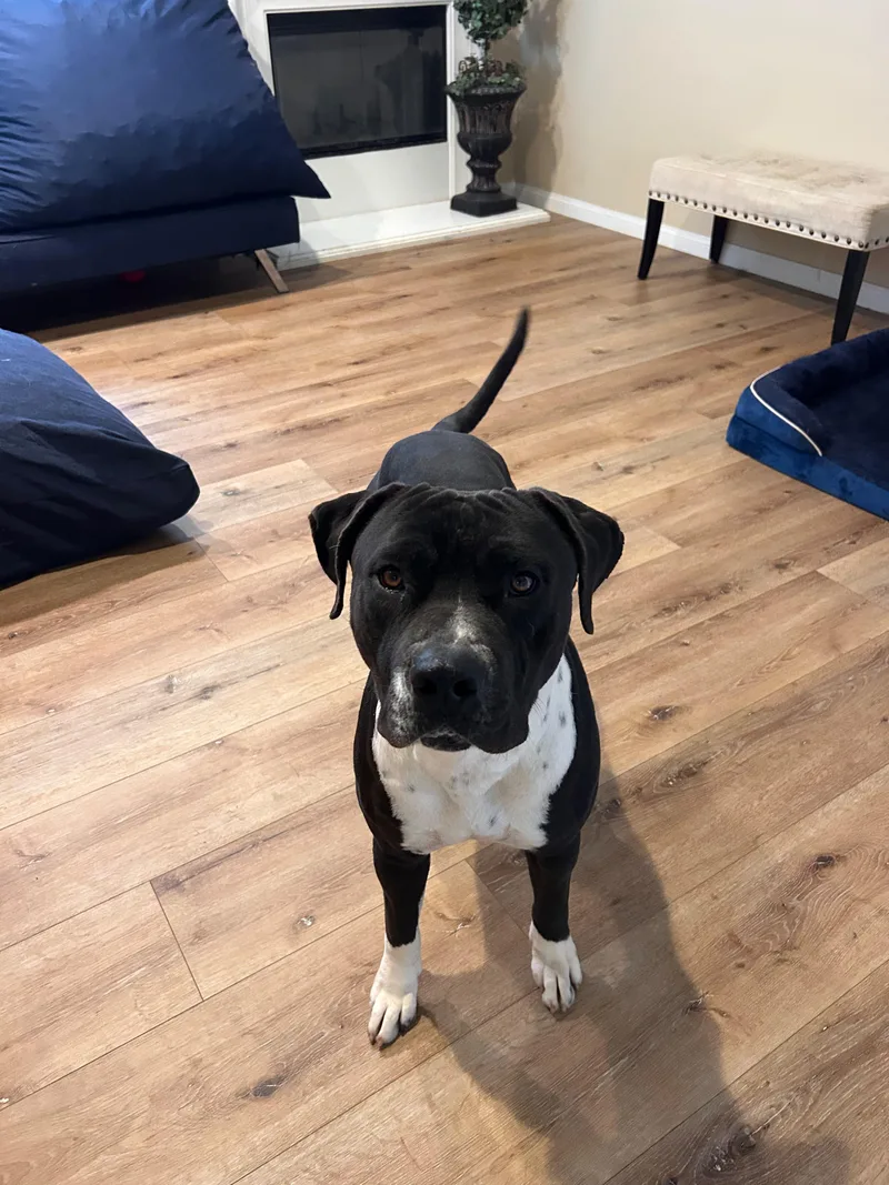 A young medium-sized male Pit Bull Terrier dog named Leo for adoption in Inglewood, CA
