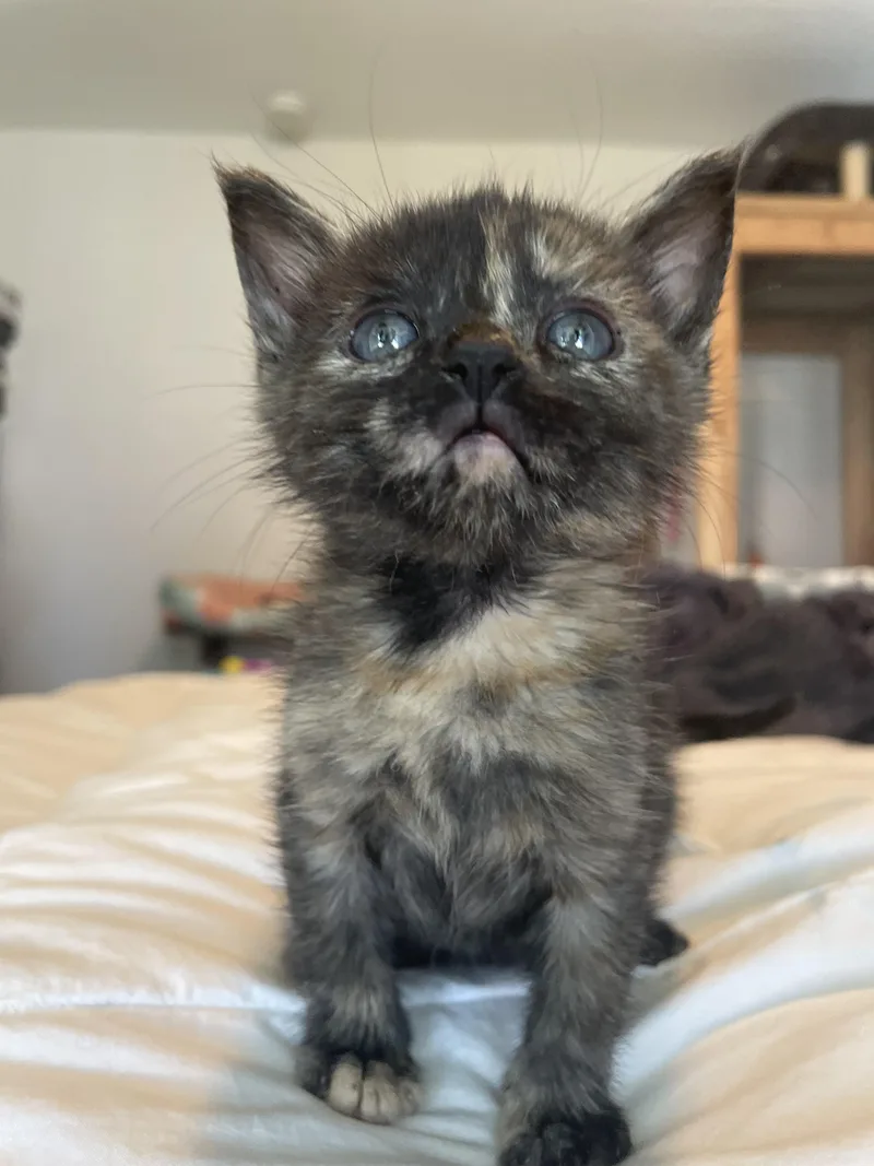 A baby small-sized female Domestic Short Hair cat named Chestnut for adoption in Long Beach, CA