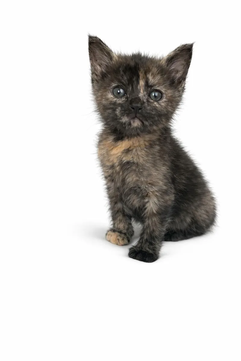 Chestnut thumbnail 2