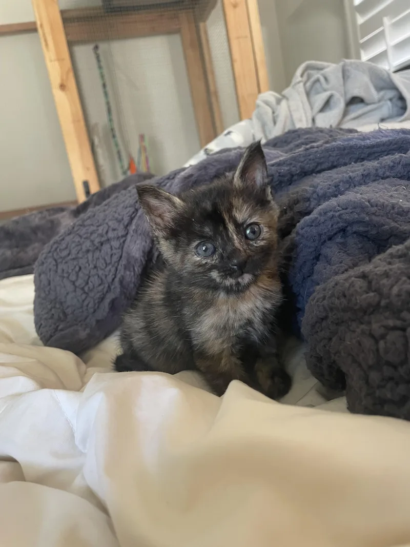 Chestnut thumbnail 3