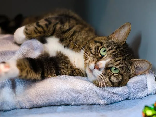 An adult medium-sized male Domestic Short Hair cat named Orlando for adoption in Ridgewood, NY