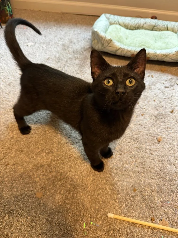 A young medium-sized male Black Domestic Short Hair cat named Mr. Biscuit Man for adoption in Kannapolis, NC