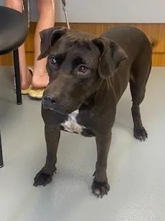 An adult large-sized female Labrador Retriever dog named Cookie for adoption in Saint Cloud, FL