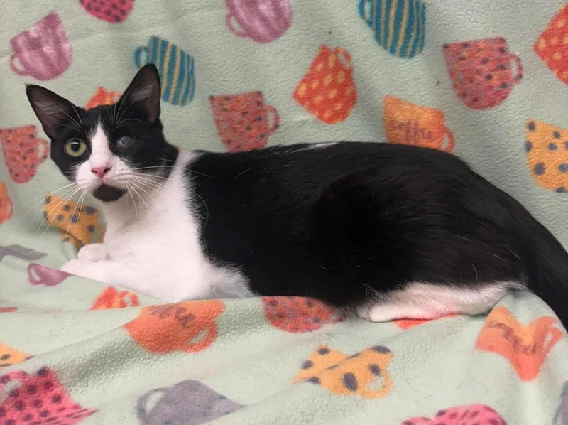 An adult medium-sized female Black & White / Tuxedo Domestic Short Hair cat named Mini Me for adoption in Maryville, MO