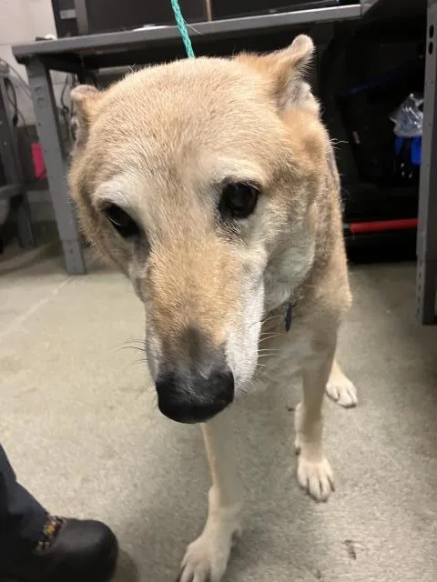 An adult large-sized female Mixed Breed dog named Lady for adoption in Dallas, TX
