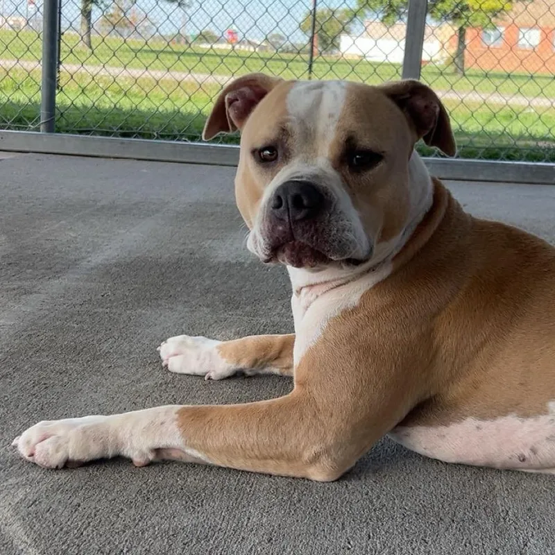 An adult medium-sized female Yellow / Tan / Blond / Fawn American Bulldog dog named Chanel for adoption in Emporia, KS