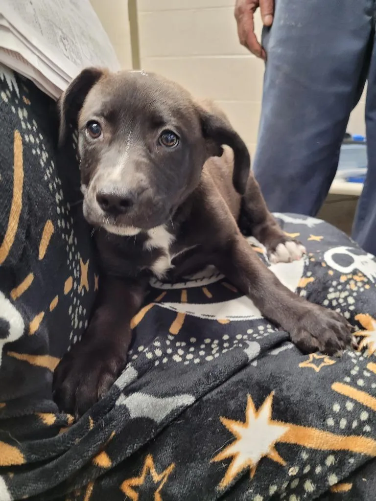 A baby medium-sized male Labrador Retriever dog named Onyx for adoption in Hopkinsville, KY