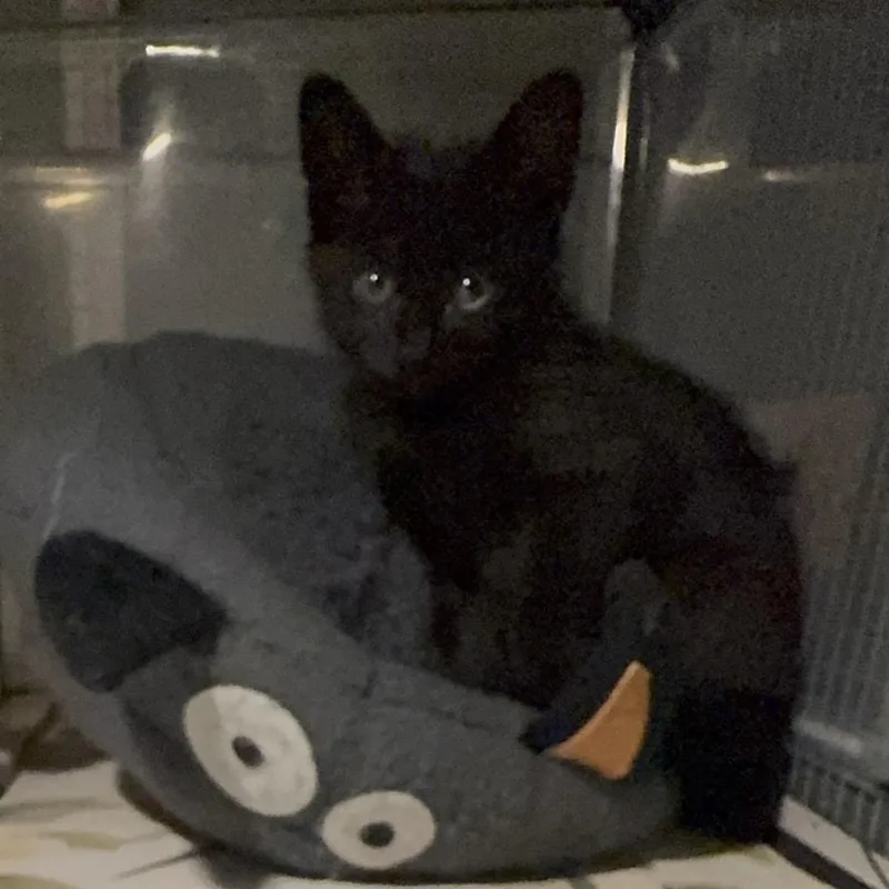 A baby medium-sized male Black Domestic Short Hair cat named Jetty for adoption in Houston, TX