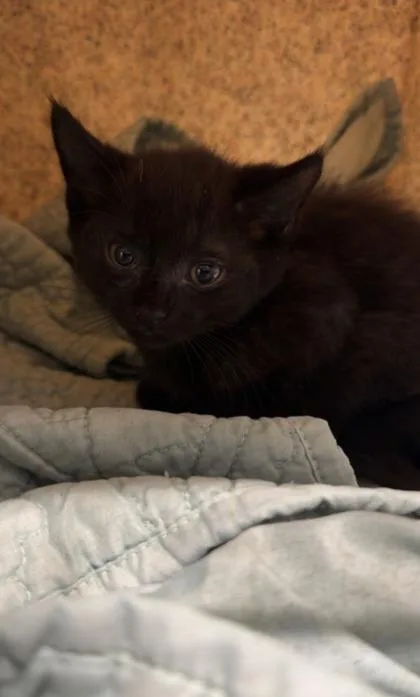 A baby small-sized female Domestic Short Hair cat named Tortellini for adoption in Daytona Beach, FL