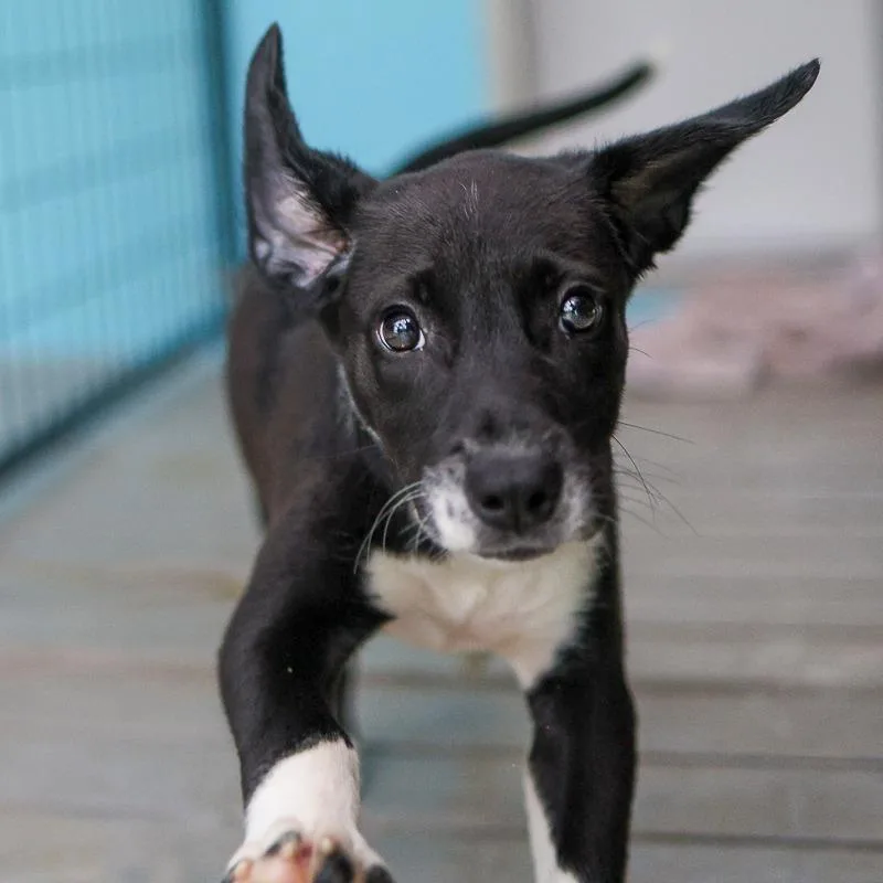 A baby medium-sized female Black Mixed Breed dog named Maka for adoption in Bradenton, FL