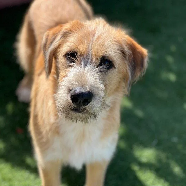 A young extra large-sized male Australian Shepherd dog named Baxter the puppy! for adoption in Burlingame, CA