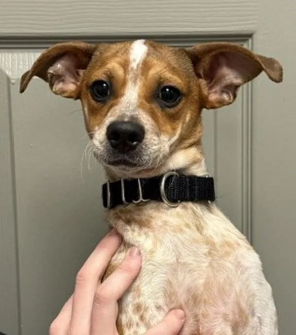 A baby small-sized male Terrier dog named Teddy for adoption in Littleton, CO