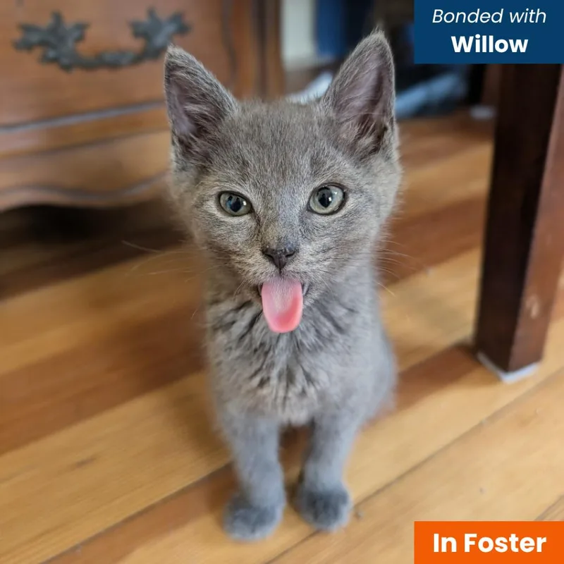 A baby small-sized female Gray / Blue / Silver Domestic Short Hair cat named Tis for adoption in Baltimore, MD