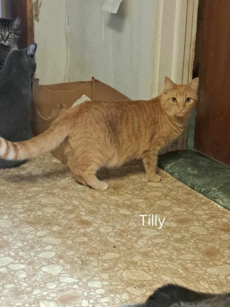 Tilly thumbnail 2