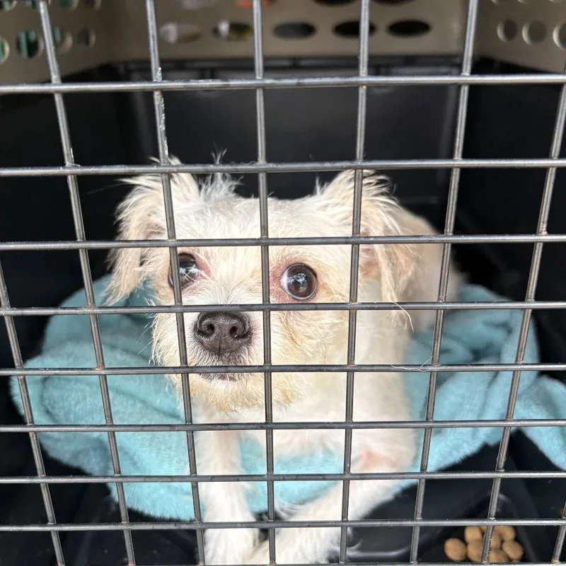 An adult small-sized female White / Cream Mixed Breed dog named Mavis for adoption in Huntington, WV