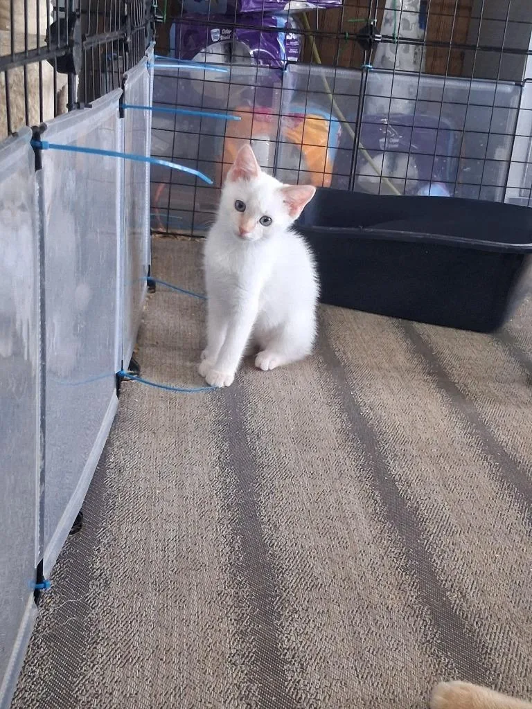 A baby medium-sized female Siamese cat named Sorceress for adoption in Crossville, TN