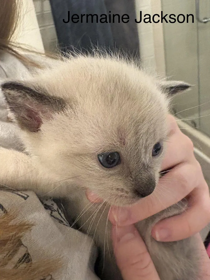 A baby medium-sized male Domestic Short Hair cat named Jermaine Jackson for adoption in Alpharetta, GA