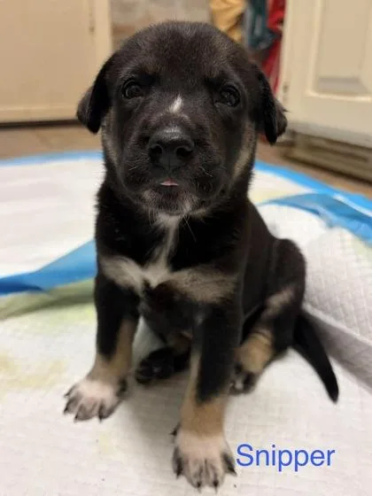 A baby large-sized male Bernese Mountain Dog dog named Snipper for adoption in Morton Grove, IL