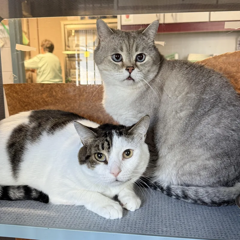 An adult medium-sized male Tabby (Gray / Blue / Silver) Domestic Short Hair cat named Cody & Chompy for adoption in West Milford, NJ