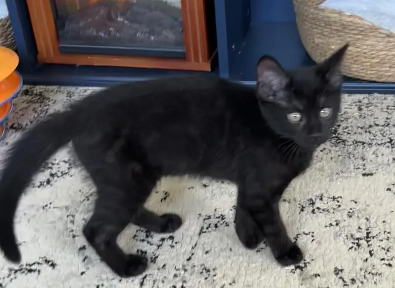 Coal
