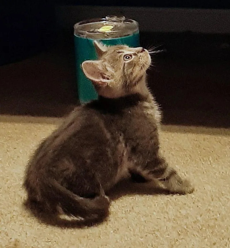 A baby medium-sized male Gray & White Domestic Short Hair cat named Linguine for adoption in Washington Grove, MD