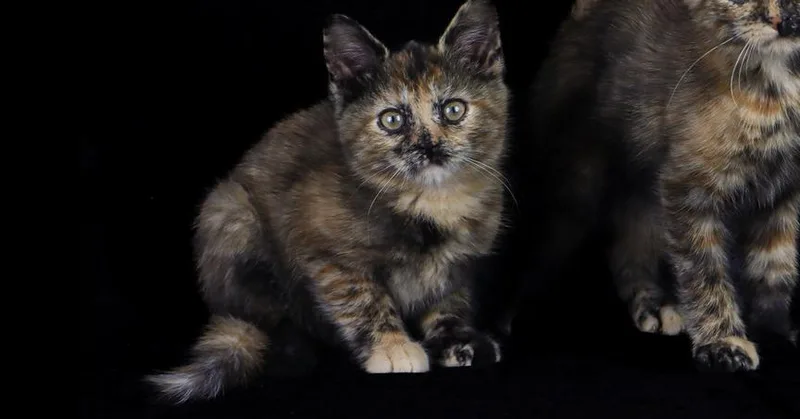 A baby small-sized female Domestic Short Hair cat named Wichita for adoption in Lewisburg, TN