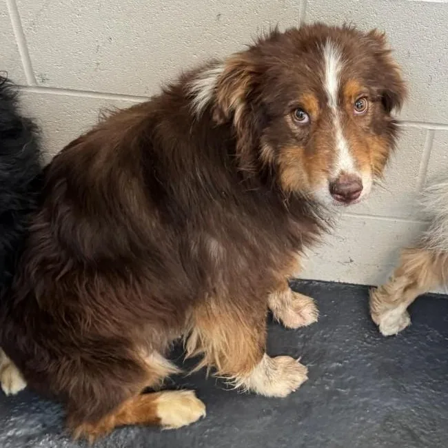 Quarry  Aussie With thumbnail 3