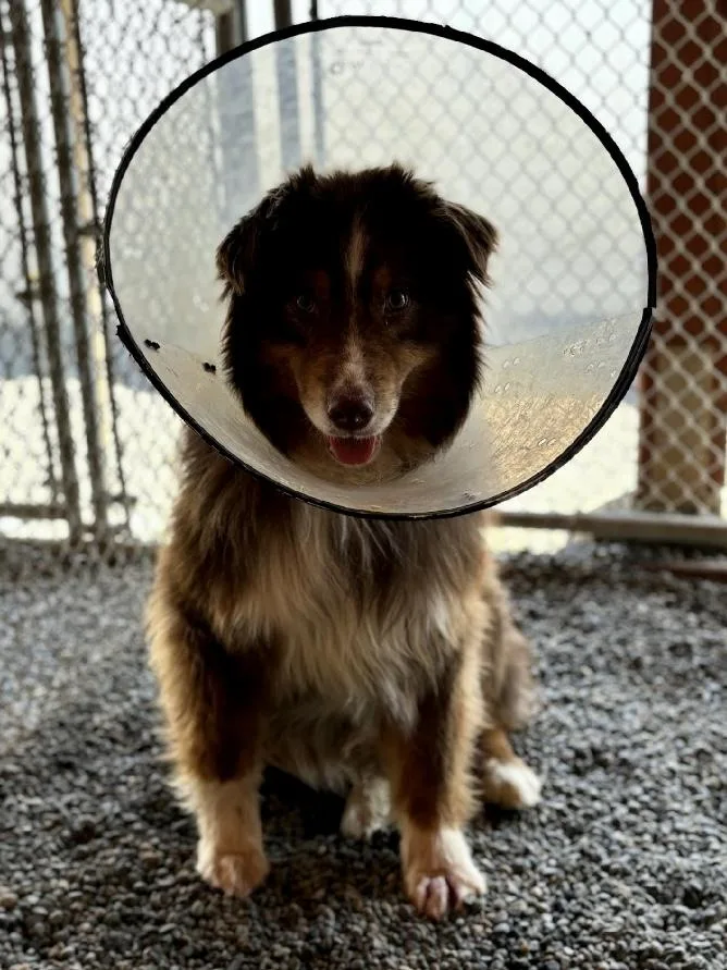 Quarry  Aussie With thumbnail 4