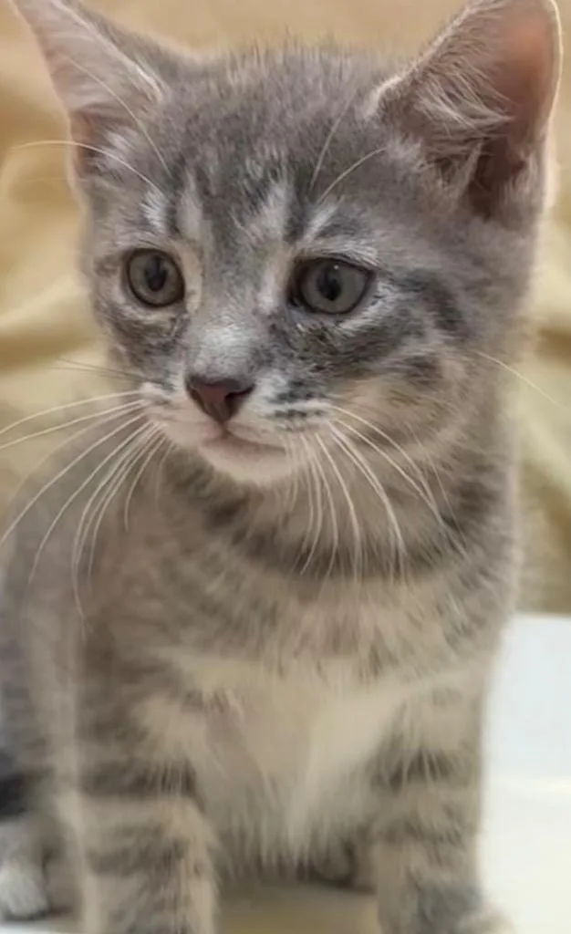 A baby small-sized male Domestic Short Hair cat named Storm for adoption in Elizabethton, TN