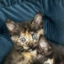 A baby small-sized female Gray / Blue / Silver American Wirehair cat named Eclair for adoption in Poplar Bluff, MO