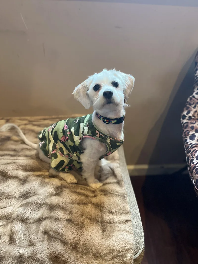 A young small-sized female White / Cream Maltese dog named Lucy for adoption in Egg Harbor City, NJ