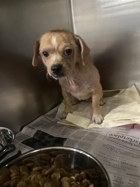 A young small-sized male Terrier dog named Tomato for adoption in Bakersfield, CA
