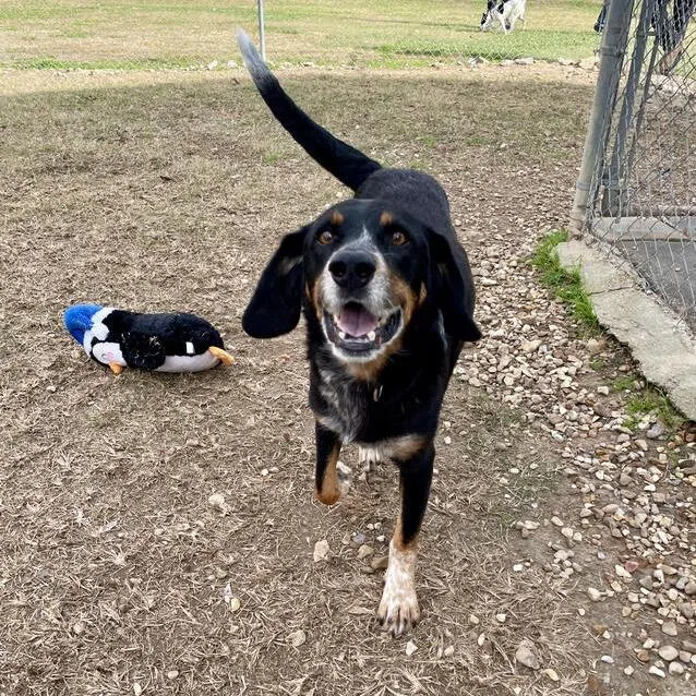 Honky Tonk thumbnail 2