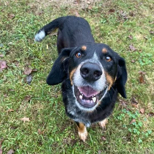 Honky Tonk thumbnail 3