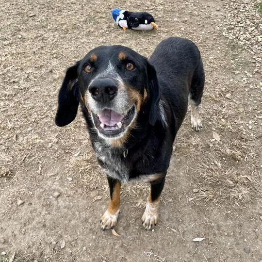 Honky Tonk thumbnail 4