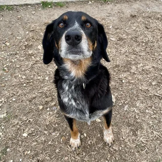 Honky Tonk thumbnail 5