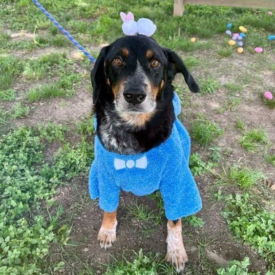 Honky Tonk thumbnail 6