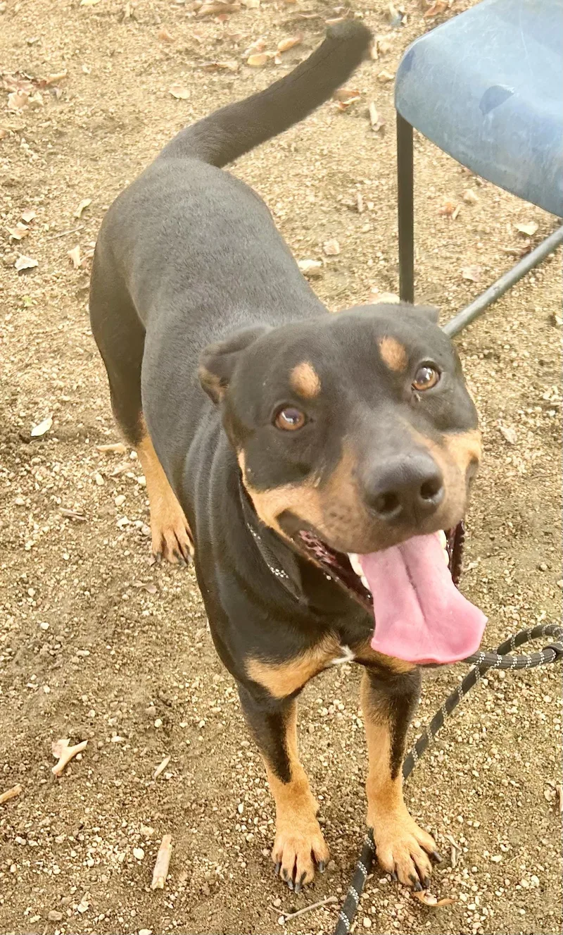 An adult large-sized male Bicolor Mixed Breed dog named Randall for adoption in Georgetown, TX