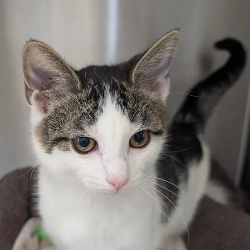 A baby small-sized male White Domestic Long Hair cat named Dustie for adoption in Calverton, NY