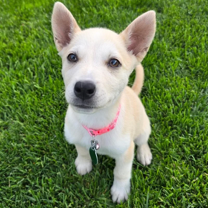 A baby small-sized female White / Cream Mixed Breed dog named Kismet for adoption in Buffalo, MN