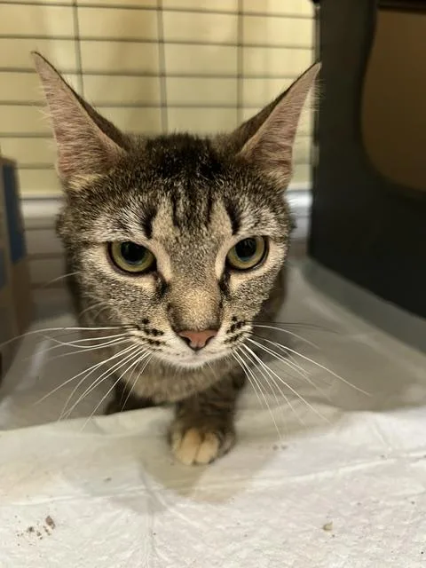 A young medium-sized female Tabby (Tiger Striped) Domestic Short Hair cat named Maggie for adoption in Findlay, OH