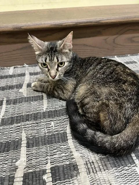 Maggie thumbnail 3