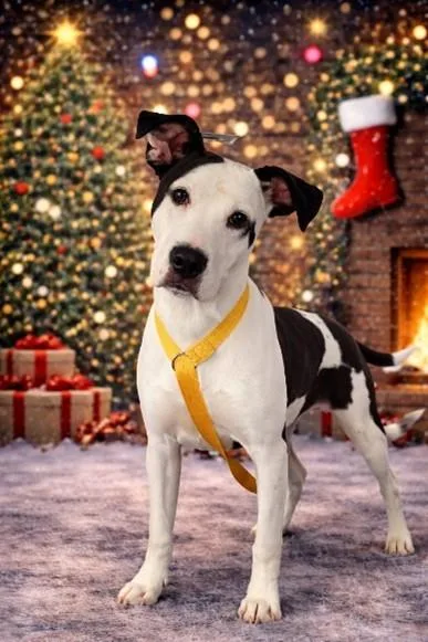 A young small-sized female Terrier dog named Tilly for adoption in Leesburg, VA