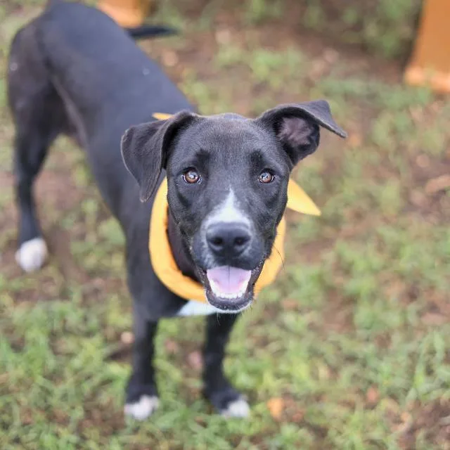 A young medium-sized female Labrador Retriever dog named Berry for adoption in San Antonio, TX